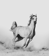 Arabian horse in desert