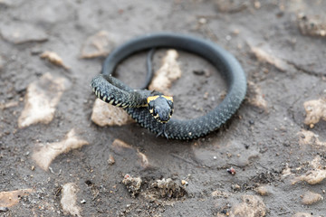 snake on a rock