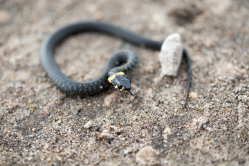 snake on a rock