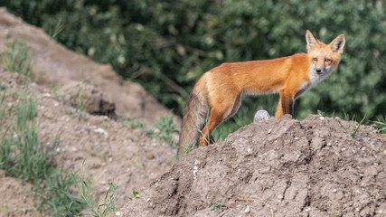 red fox in wild