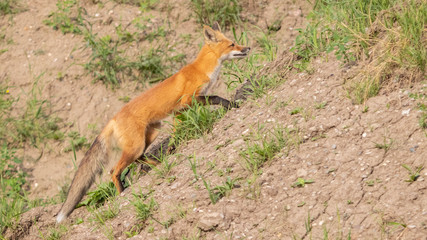 red fox in desert
