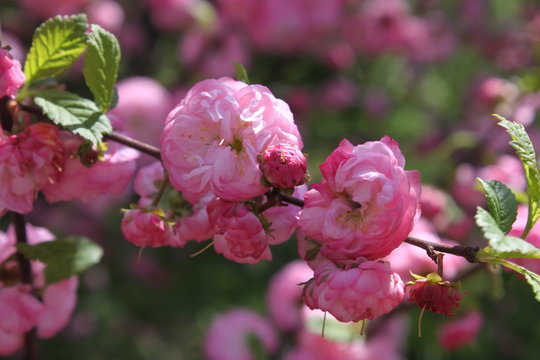 Pink Park Flower On The Tree