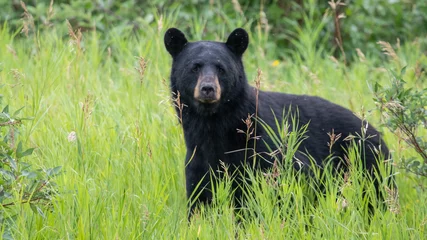 Fotobehang Beer Black Bear  © Dana