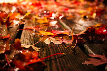 Wet red fall leaves on wooden background