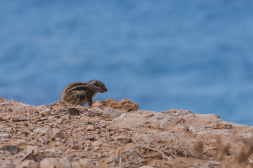 barbary ground squirrel