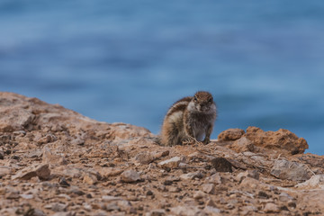 barbary ground squirrel