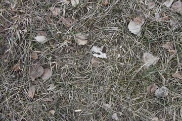dry grass background