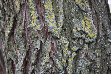 tree lichen background
