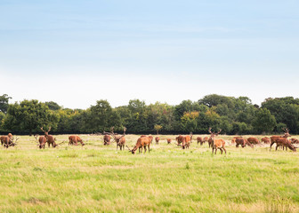 Obraz premium Group of deer grazing on green meadow