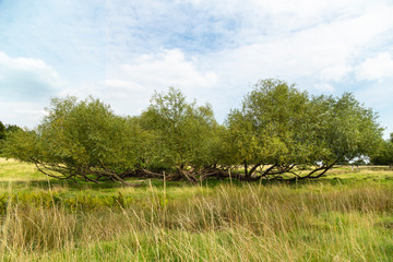 Fototapeta premium Wide view of green meadow and willow bush