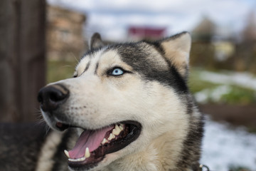 siberian husky dog