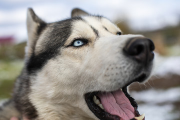 siberian husky dog