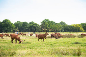 Group of deer grazing on green meadow