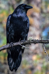 Raven