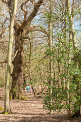 Fototapeta premium Mom and two kids walk through the forest in spring