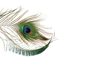 Obraz premium peacock feather in white background with text copy space