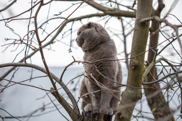 Folding British cat sitting on a tree	