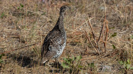 Grouse