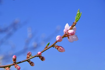 Peach Blossom Bloom Tree Pink Stock Photo 