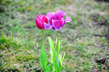 Pink Violet Tulips Tulipa Flower Garden Planting Many Stock Photo