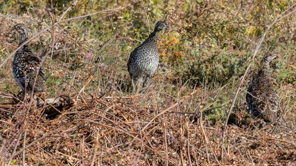Grouse