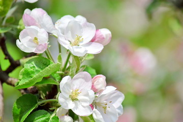 Fototapeta na wymiar Apple Blossom Flowers Bloom Fruit Tree White Pink Stock Photo