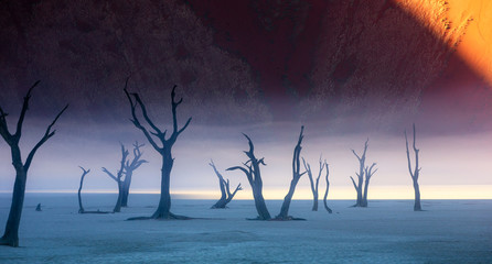 Dead acacia trees on the background of sand dunes and stripes of morning fog. A very rare natural...