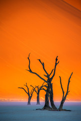 Dry beautiful trees on the background of the red dunes with a beautiful texture of sand. Africa. Landscapes of Namibia. Sossusvlei. Namib-Naukluft National Park.