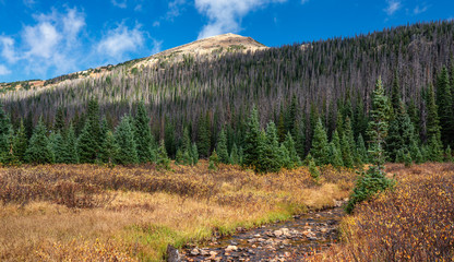 Alpine Meadow off Endovalley Road - Rocky Mountain National Park - Scenic Highway