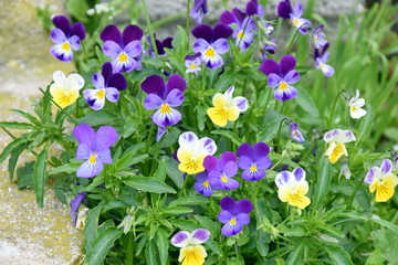 Fototapeta premium Małe małe fiołki dzikie BratkiTiny Flowers Home Garden Stock Photo