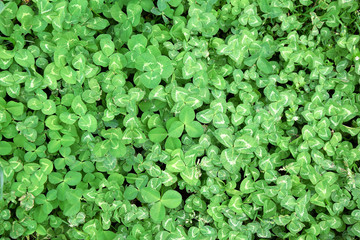 Clover Cloverfield Grass Trifolium Faboideae Fabaceae Stock Photo Background