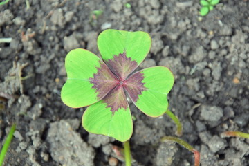 Red Tiny Flower Blooming Home Gardening Planting Stock Photo