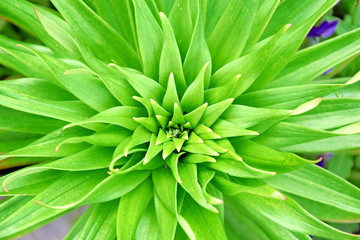 Lillium Plant Flower Species Green Leafs Closeup Stock Photo