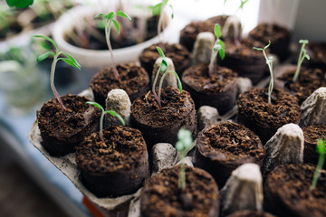 seedlings in peat pots.Baby plants seeding, black hole trays for agricultural seedlings.The spring...