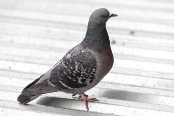 pigeon on the roof
