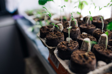 seedlings in peat pots.Baby plants seeding, black hole trays for agricultural seedlings.The spring...