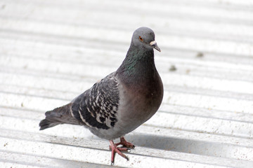 pigeon on the roof