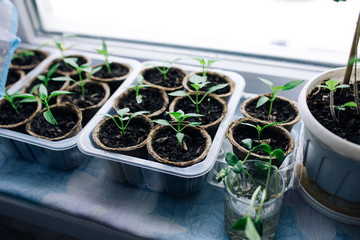 seedlings in peat pots.Baby plants seeding, black hole trays for agricultural seedlings.The spring...