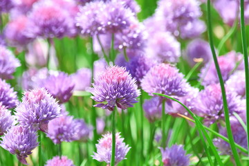 Chive Allium Schoenoprasum Colorful Blossom Vegetable Plant Food Stock Photo