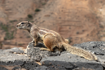 barbary ground squirrel