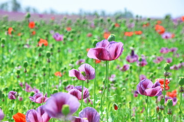 Obraz na płótnie Canvas Papaver Somniferum L Poppy Colorful Floral Field Stock Photo