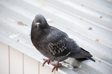 pigeon on the roof