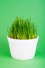 Young green grass shoots for pet feeding
