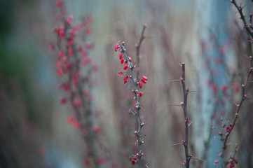 expecting spring