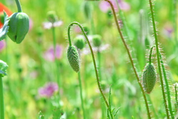 Papaver somniferum L Poppy Bud Field Agriculture Stock Photo