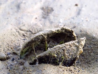 Clam in lake