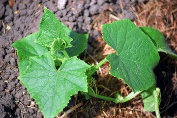 Cucumber Cucumis Sativus Plant Home Gardening Planting Stock Photo