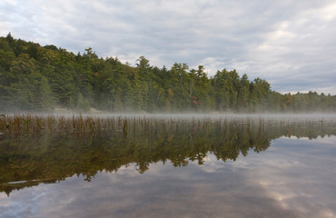 reflection of trees in water