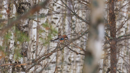 Jay through the branches close-up