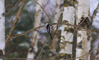 Gray bird little tit on a branch close up